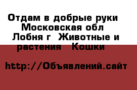 Отдам в добрые руки - Московская обл., Лобня г. Животные и растения » Кошки   